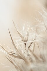 Dry fluffy beige dry fragile rush reed cane buds with blur background macro
