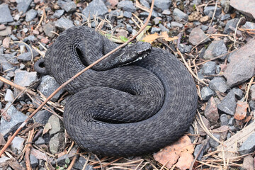 Black form of Vipera berus, known as the common European adder or common viper