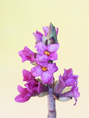Daphne mezereum, known as February daphne, spurge laurel or spurge olive, wild plant from Finland