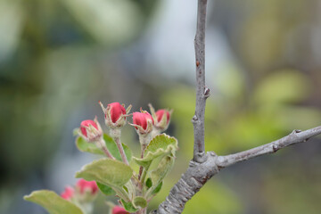 Apple Red Chief