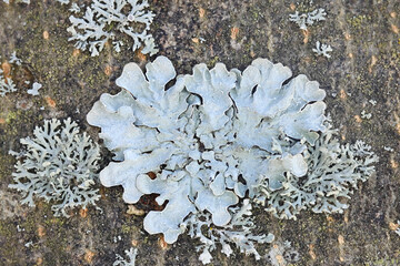 Parmelia sulcata, commonly known as  hammered shield lichen, cracked-shield lichen or powdered crottle, lichens from Finland - obrazy, fototapety, plakaty