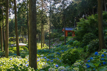 京都宇治・三室戸寺のあじさい園
