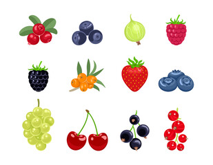 Cartoon berry set. Vector illustration of cranberry, bilberry, gooseberry, raspberry, blueberry, sea buckthorn, strawberry, blueberry, grape, cherry, black currant, red currant isolated. Flat icons.