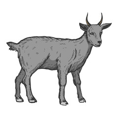 Goat farm animal color sketch engraving vector illustration. T-shirt apparel print design. Scratch board imitation. Black and white hand drawn image.