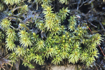 Aulacomnium palustre, known as bog groove-moss or ribbed bog moss