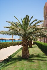 Tropical palm tree with sun light on blue sky and white cloud abstract background. Egypt. High quality photo