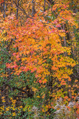 Forest in fall time