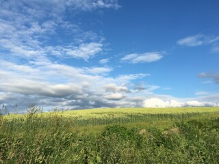 Fototapeta premium 北海道美瑛 畑 丘