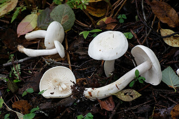Tricholoma stiparophyllum, known as chemical knight, wild mushroom from Finland