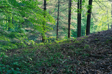 sunshine glow on forest tree