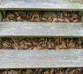 railway tracks in the forest
