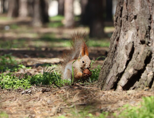Cute red squirrel with nut in forest