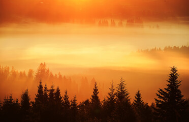 Silhouettes of fir trees in dense fog in the golden rays of the early morning in the mountains. Beautiful morning in the mountains. very soft selective focus.