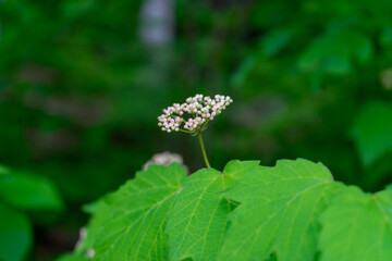 white flower macro