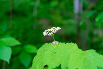 white flower macro