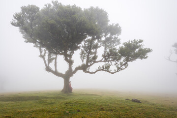 Laurel forest in Madeira island ancient place for landscape photography