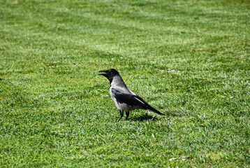 Crow on the meadow in spring time