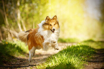 Happy dog in a summer path. Shetland sheepdog is running.