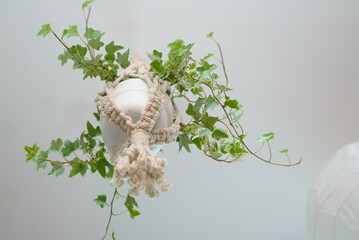 houseplant in macrame plant hanger
