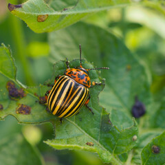 One Colorado beetle sitting on a pitted potato leaf. Close-up. Square illustration about insects, pests of agricultural plants. Fighting the potato bug. Macro