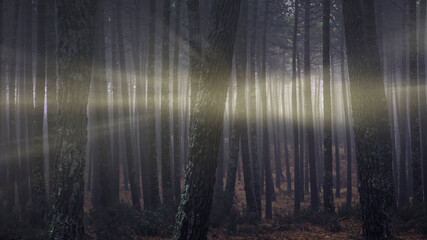 Lightbeams in a foggy woods