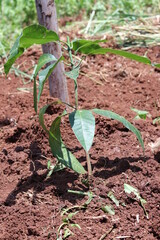 Isolated cutout small mango trees into garden soil.