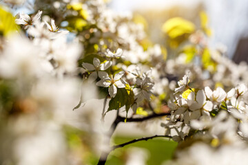 Spring blossom background. Beautiful nature scene of blooming tree. flowers on the branches.
