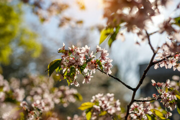 Spring blossom background. Beautiful nature scene of blooming tree. Pink flowers on the branches.