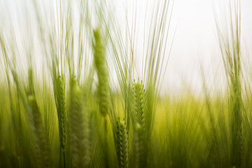 green wheat field