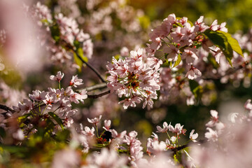 Fototapeta premium Spring blossom background. Beautiful nature scene of blooming tree. Pink flowers on the branches.