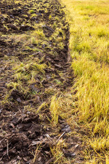 Ground background with weed grass in a plowed field.