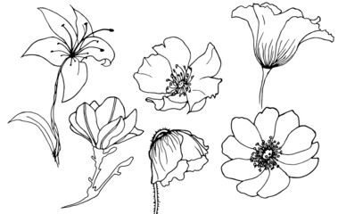 Set of  line drawing flower elements