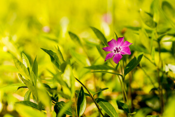 Vinca minor in the garden