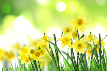 Fototapeta na wymiar Beautiful blooming yellow daffodils outdoors on sunny day