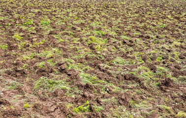 The ground background and the grass in the field that was plowed.
