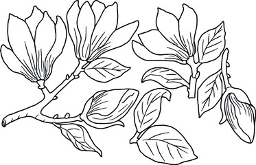 Set of  line drawing magnolia flower elements