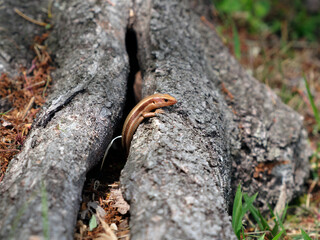 木の根の隙間から顔を出すカナヘビ