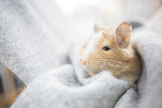 デグー,小動物,サンドパイド,ハンモック,degu,smallanimal,animal