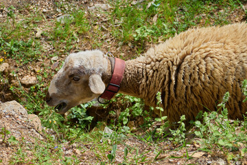 Beautiful Sheep grazing in a meadow in Barcelona, Catalonia