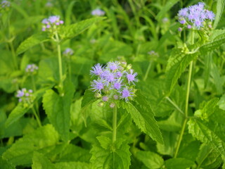 カッコウアザミの紫の花と緑の葉