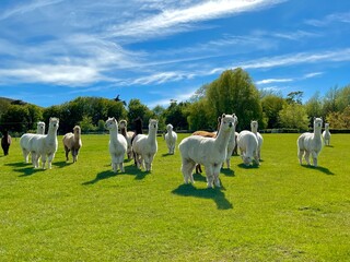 Naklejka premium Happy Alpacas on a beautiful English field