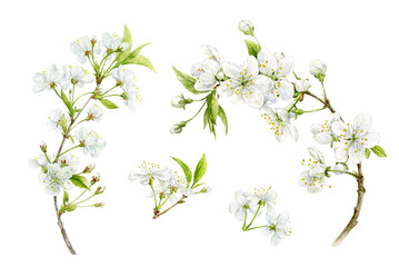 A set of delicate spring cherry sprigs with flowers. The flowers are hand-drawn in watercolour. Watercolour illustration.