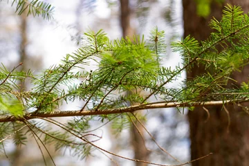 Foto auf Acrylglas Close up fir tree in spring in the forest, blurry background   Close up van een spar in het bos met onscherpe achtergrond © Femke