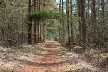 Foto op Canvas Beautiful path with green leaves in the forest   een prachtig wandelpad in het bos  © Femke