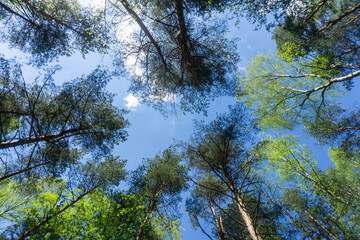 Looking up through the treetops. Beautiful natural frame of foliage against the sky. Copy space.Green leaves of a tree against the blue sky. Sun soft light through the green foliage of the tree.