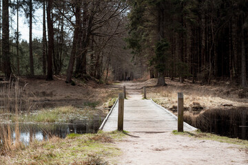 Fototapeta premium Small bridge in the Dutch woods | kleine brug in eem Nederlands bos