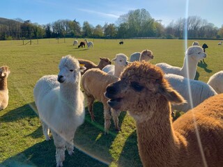 Smiling Alpacas on a summery field
