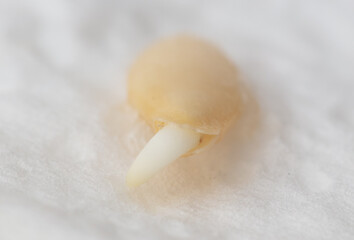 Cucumber seeds germinate for seedlings.
