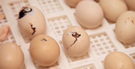 Chicken eggs in an incubator. - obrazy, fototapety, plakaty