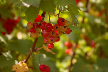 Red currant branches with green and red berries. Shiny little berries in full ripening process.